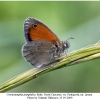 coenonympha pamphilus male2